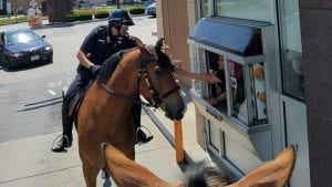 Mounted police at dunkin | Quincy News About Quincy Massachusetts | Quincy Ma | quincy news