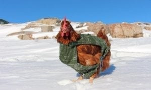Best-dressed-chicken-Guirec Soudée | Quincy News About Quincy Massachusetts | Quincy MA | Quincy News