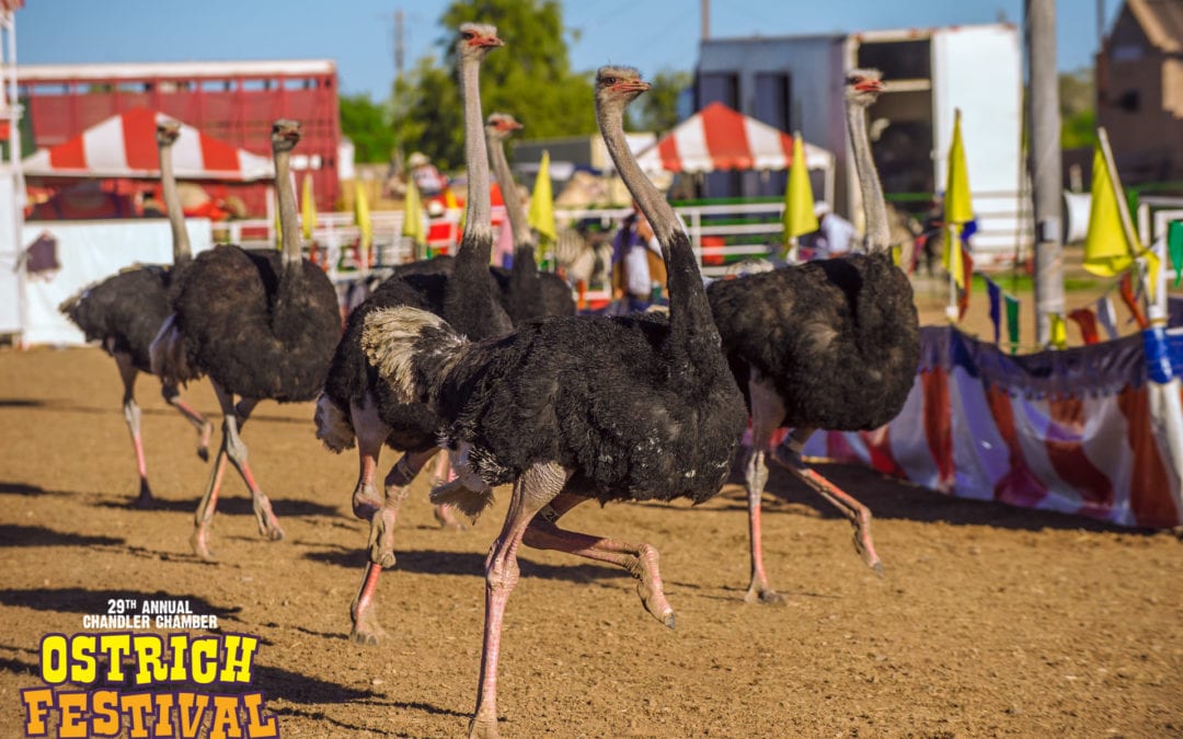 Ostrich Festival 2023 2023 Calendar