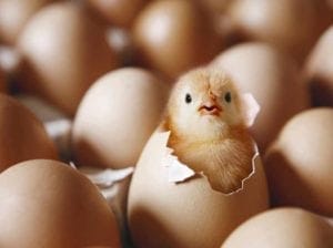 Chicken-hatching-Getty-images-image via-BBC-Science-Focus-Magazine | Quincy News About Quincy Massachusetts | Quincy MA | Quincy News