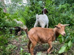 Two dozen goats eat their way through Riverside Park in New York City | Quincy News About Quincy Massachusetts | Quincy MA | Quincy News